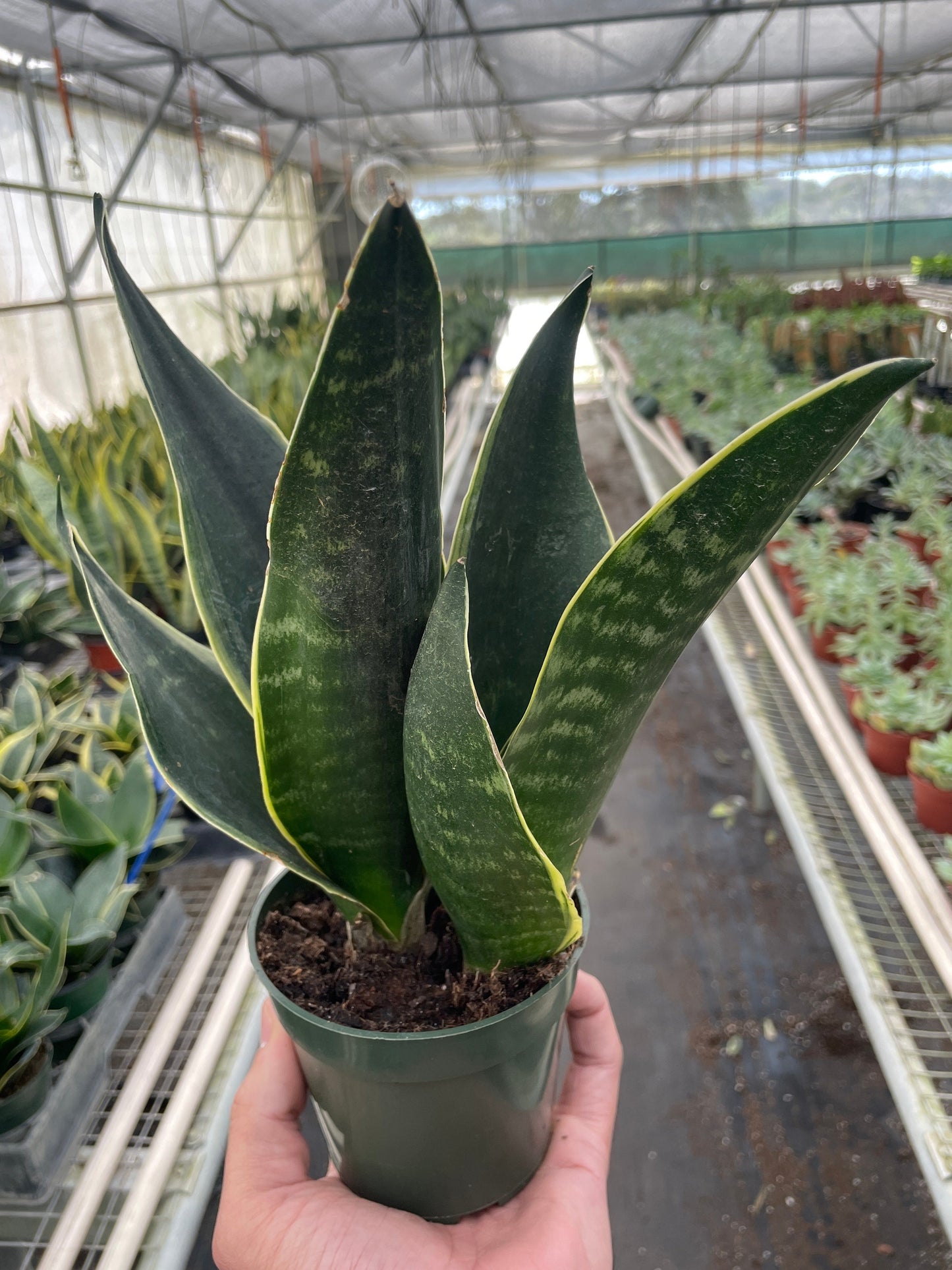 Snake plant 'Fabi'