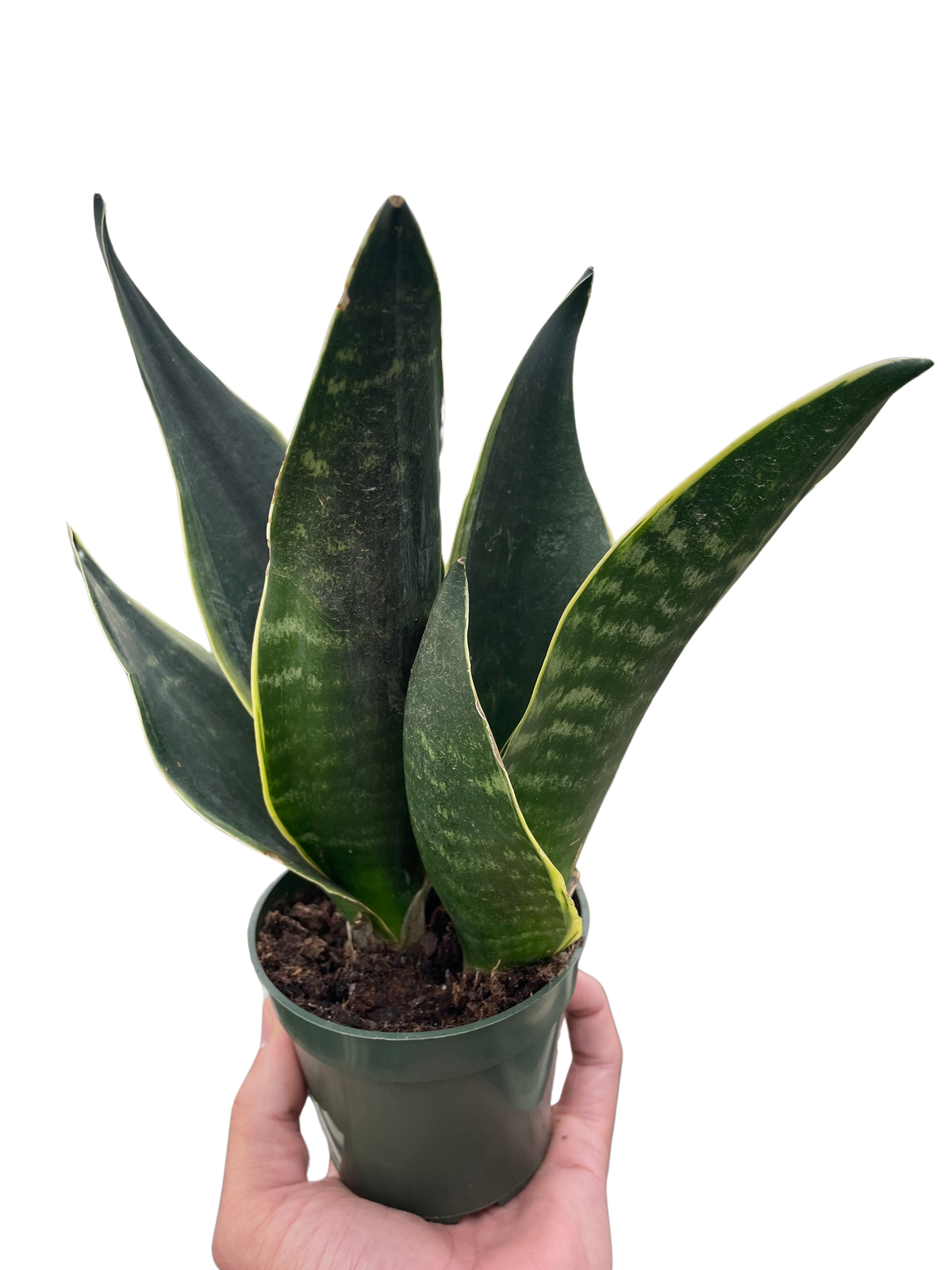 Snake plant 'Fabi'