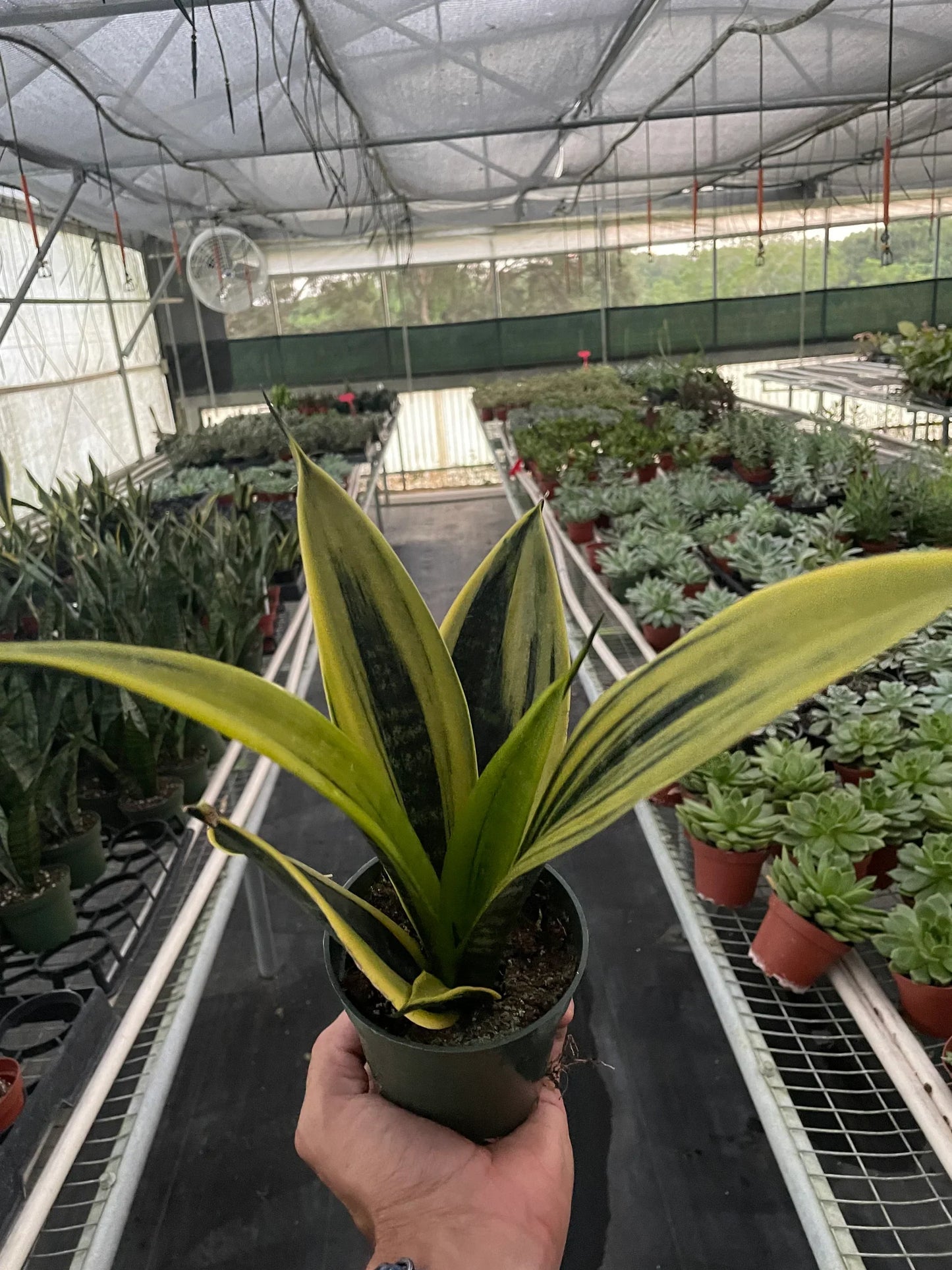 Snake plant 'Golden flame'