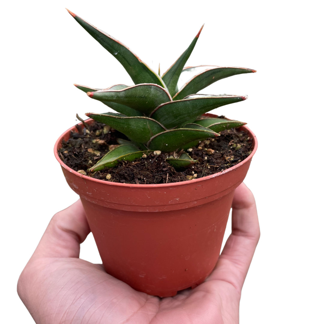 Samurai dwarf 'Lavranos'