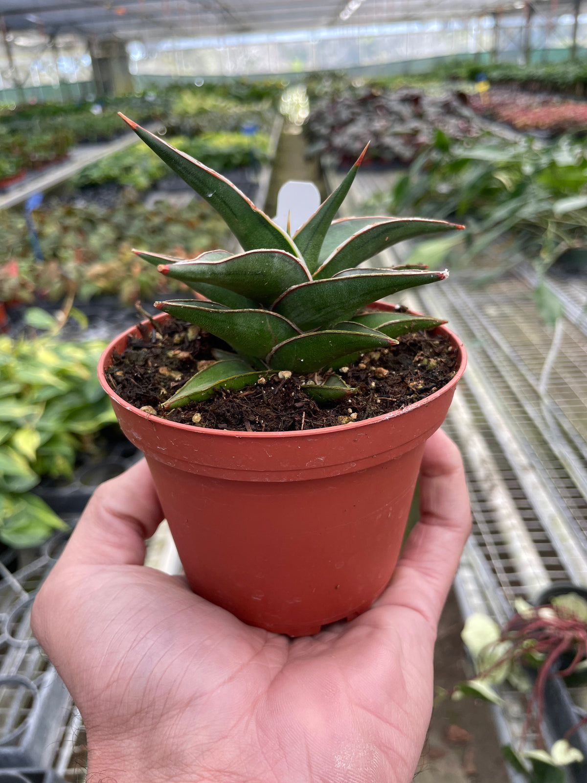Samurai dwarf 'Lavranos'