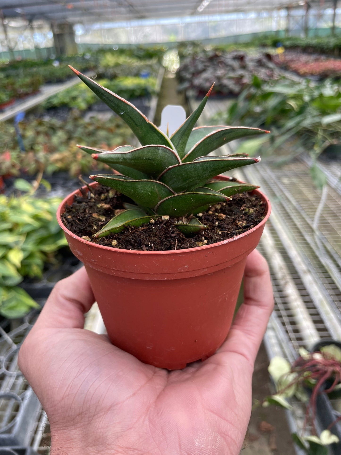 Samurai dwarf 'Lavranos'