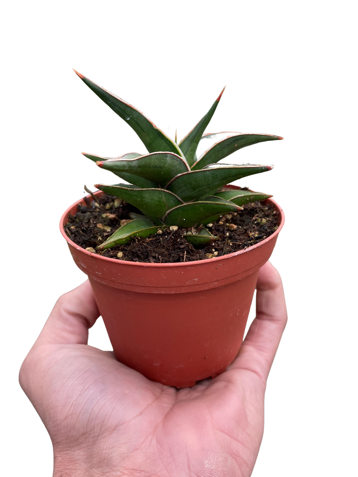 Samurai dwarf 'Lavranos'
