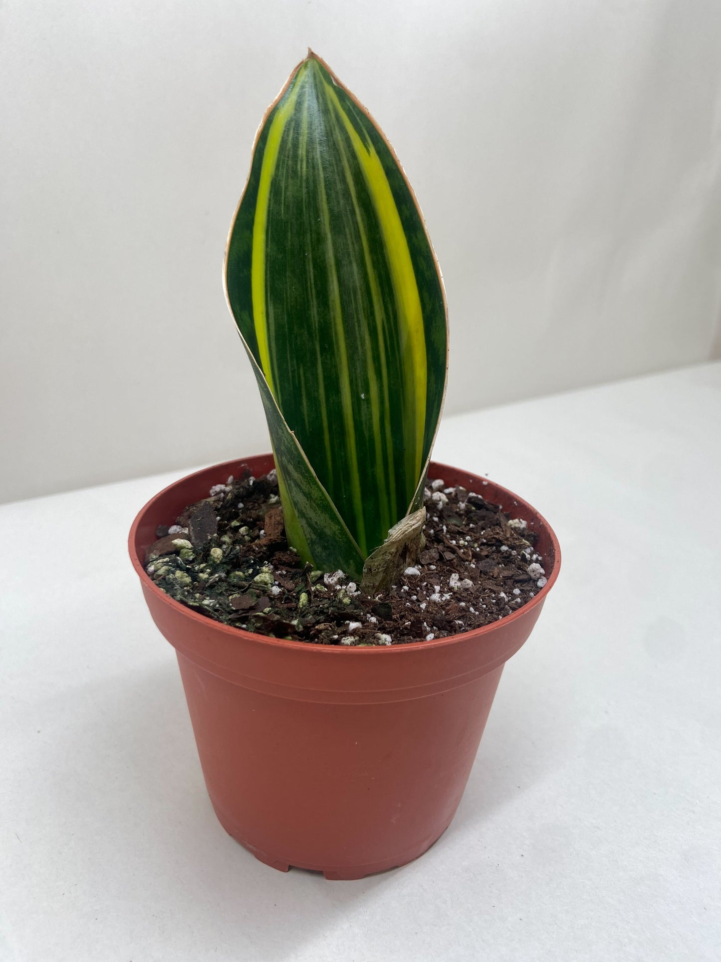 Whale fin snake plant 'Variegata'
