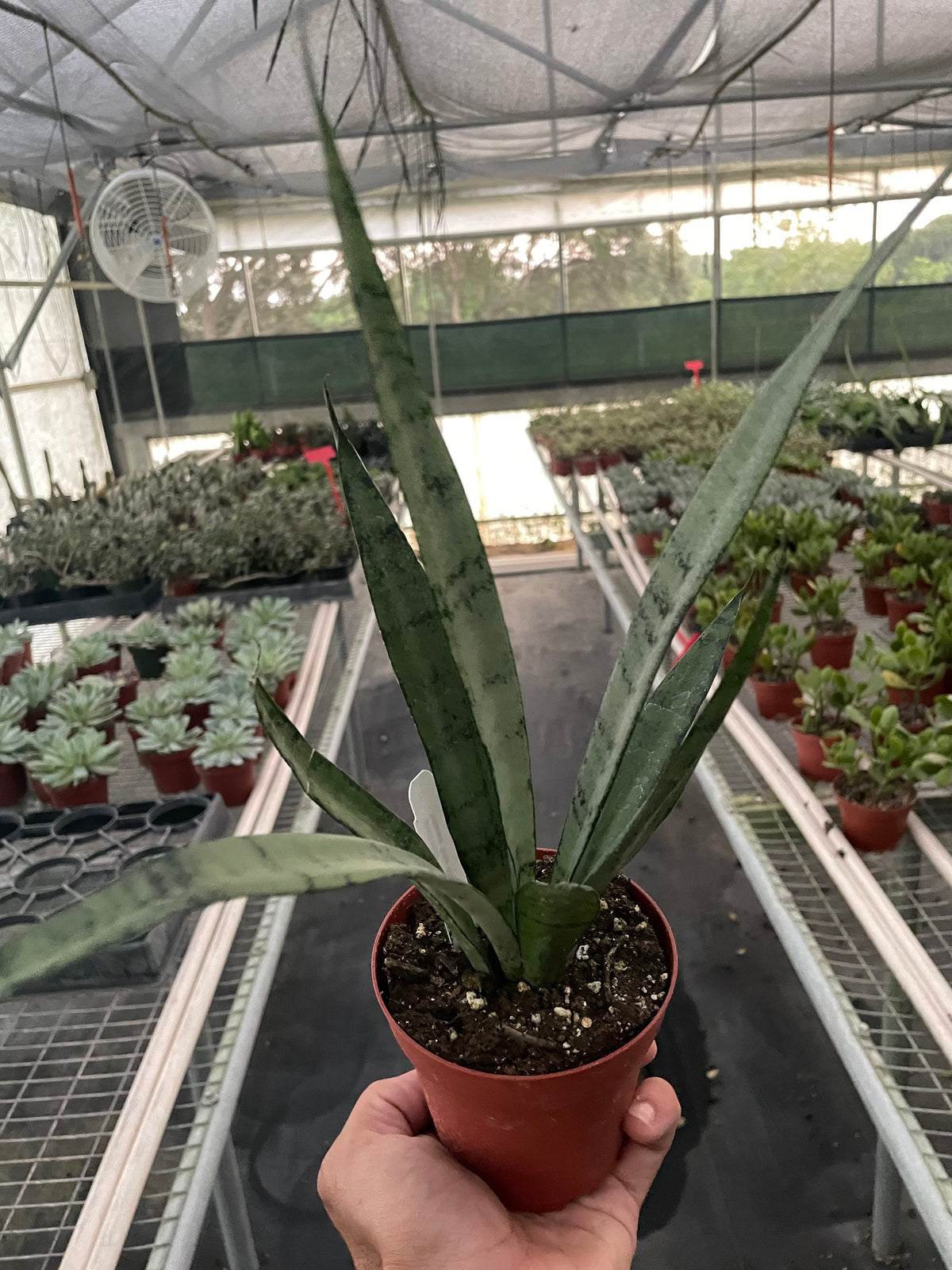 Snake plant 'Silver Princess'