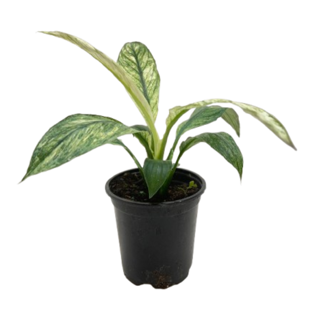 Peace Lily 'Jessica'
