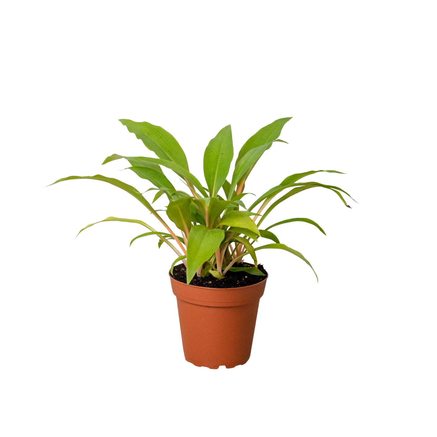 Mandarin Spider Plant