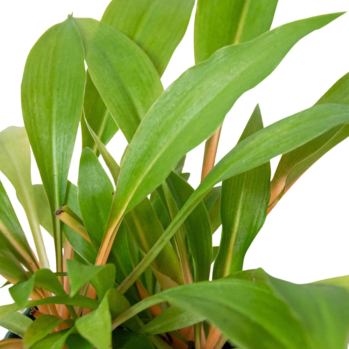 Mandarin Spider Plant