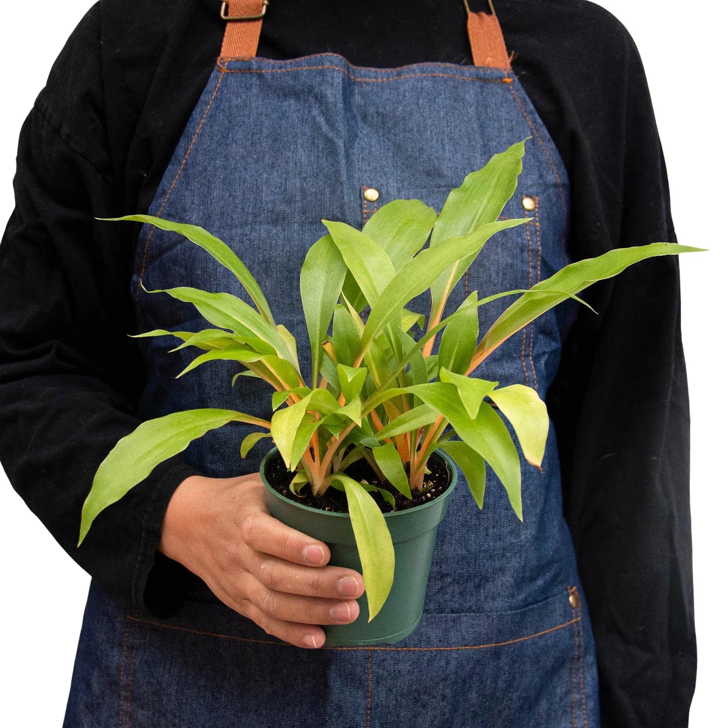 Mandarin Spider Plant