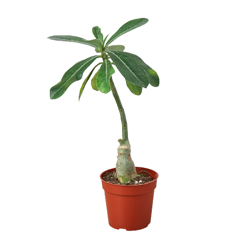 Desert Rose