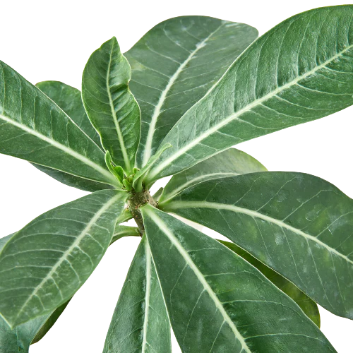 Desert Rose