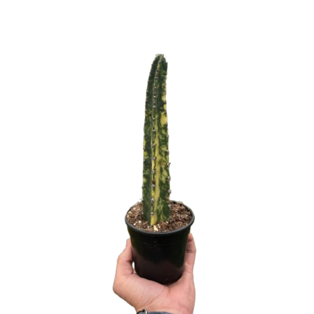 Variegated Blue candle cactus