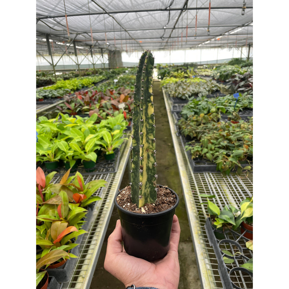 Variegated Blue candle cactus