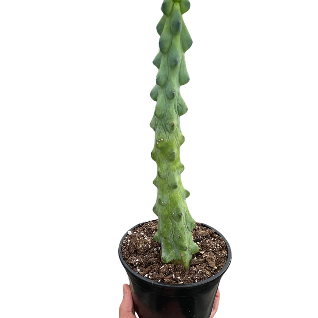 Boobie cactus 'Fukurokuryuzinboku'