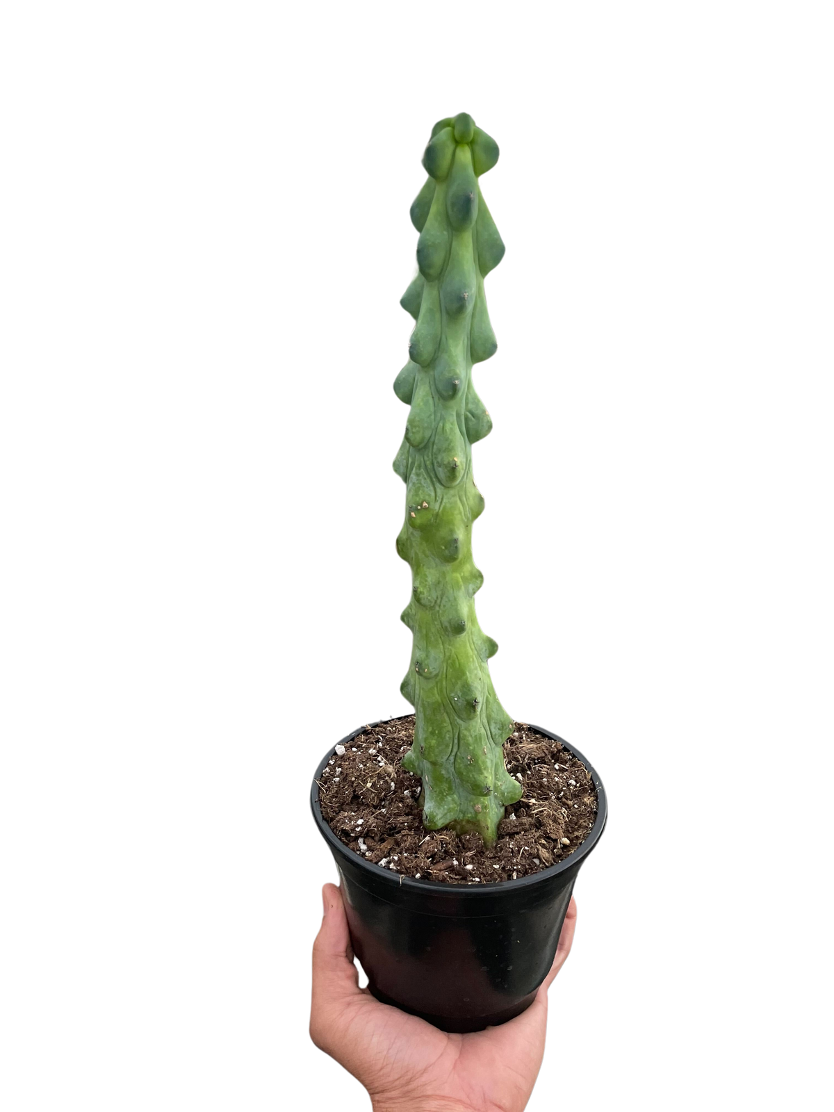 Boobie cactus 'Fukurokuryuzinboku'