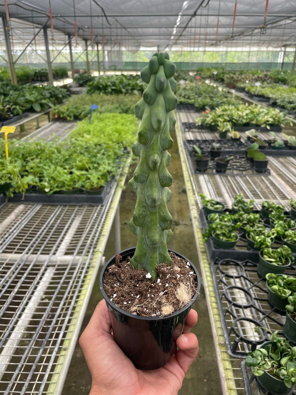 Boobie cactus 'Fukurokuryuzinboku'