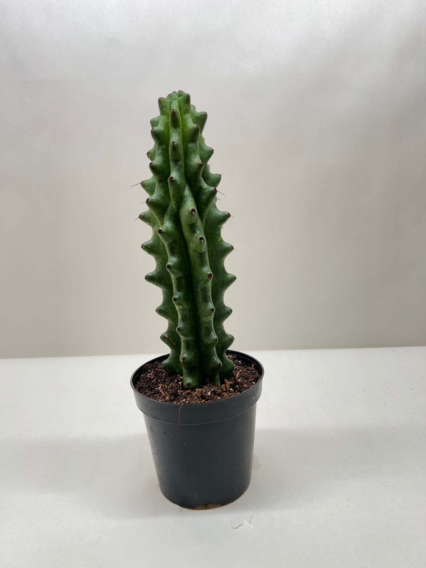 Stenocereus beneckei
