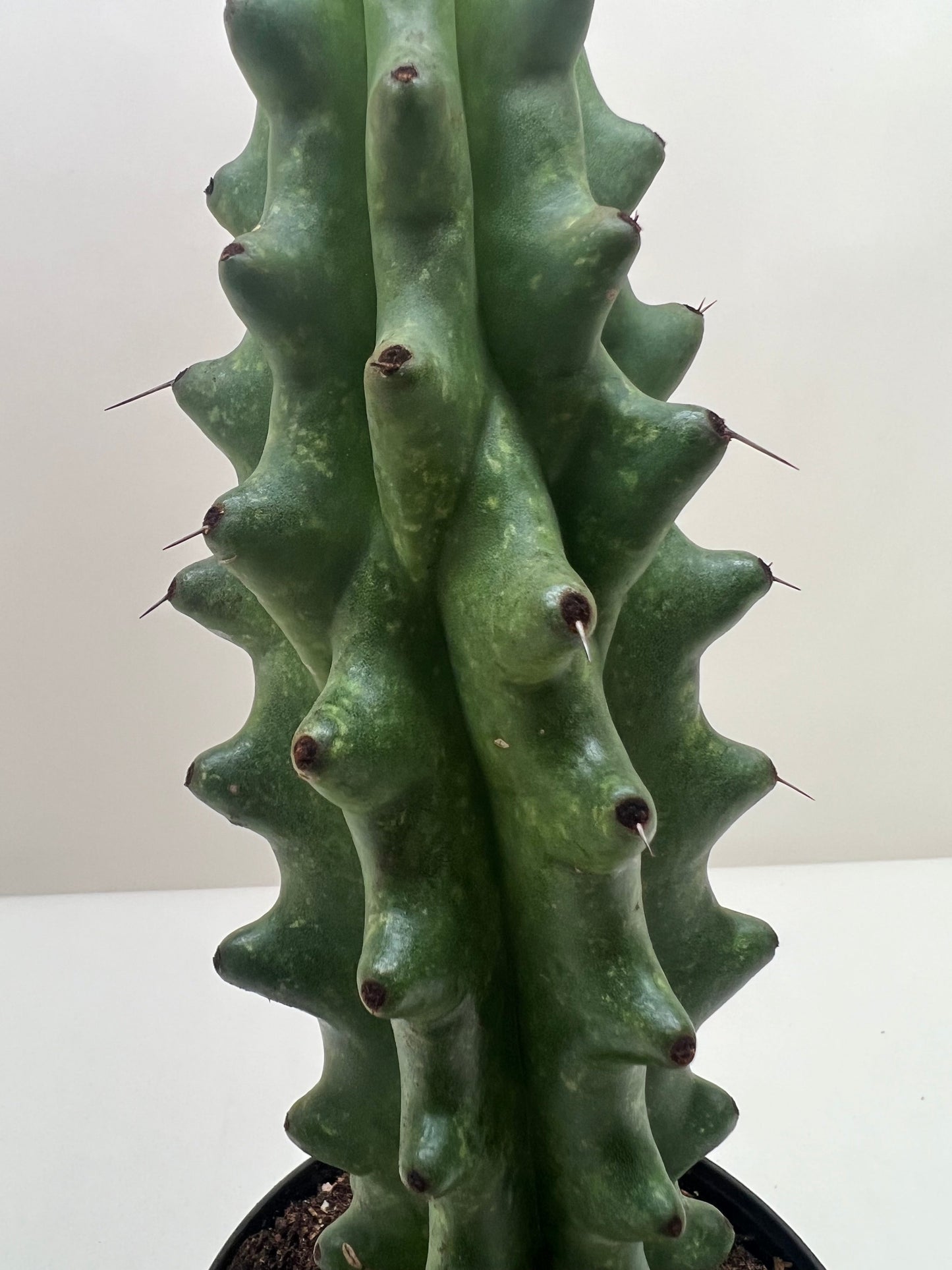 Stenocereus beneckei