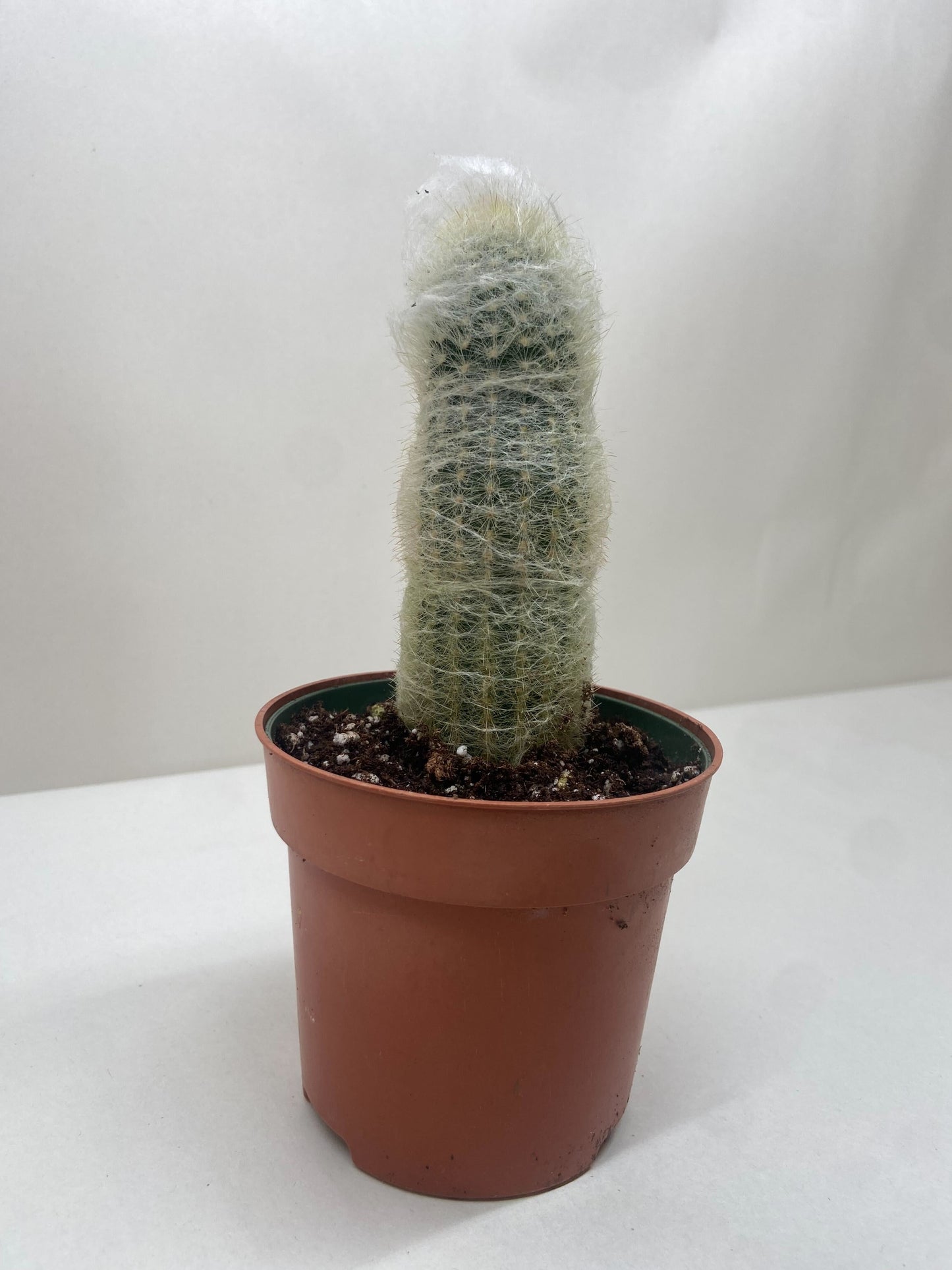 Old man cactus