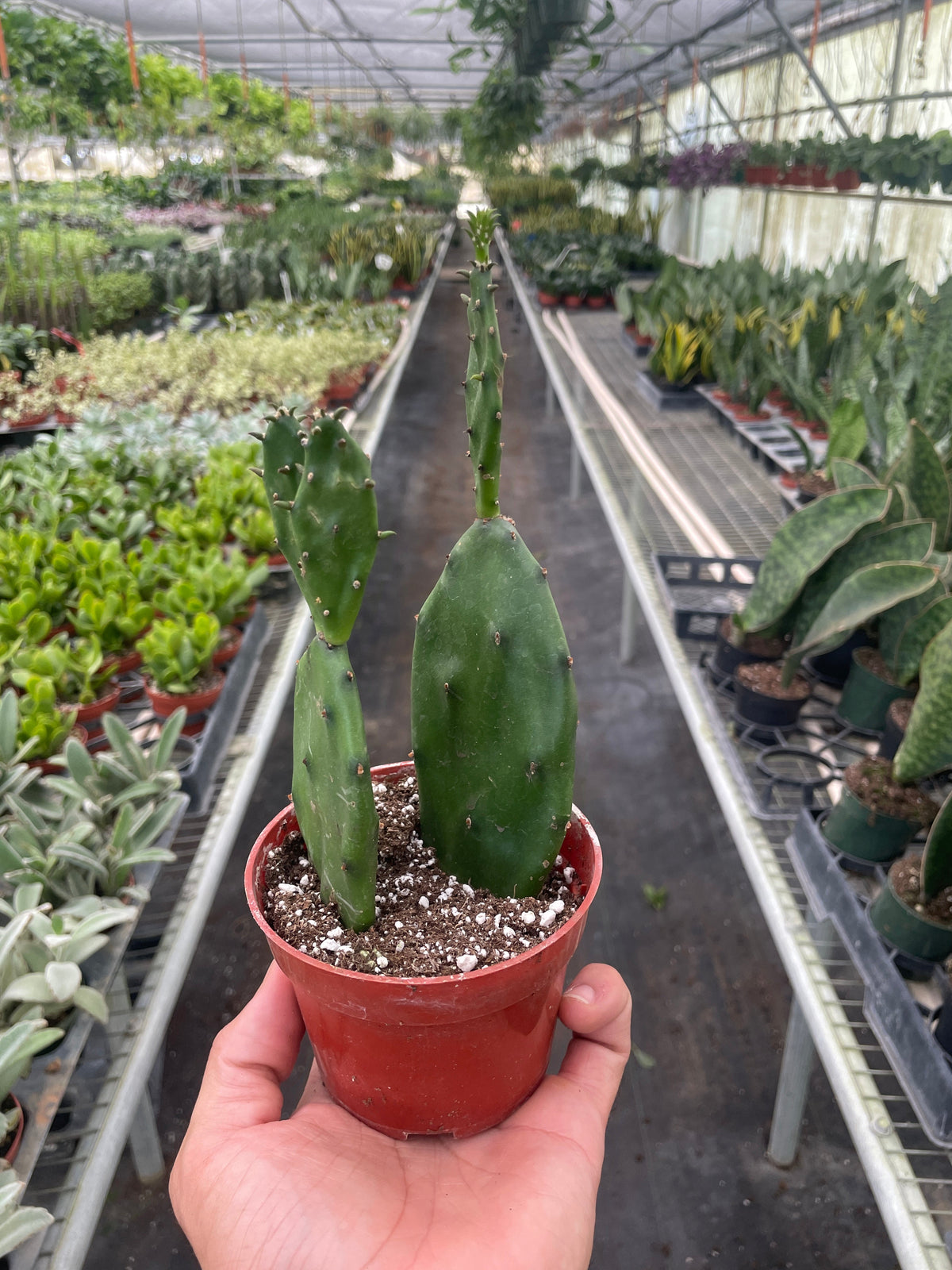 Prickly Pear Cactus