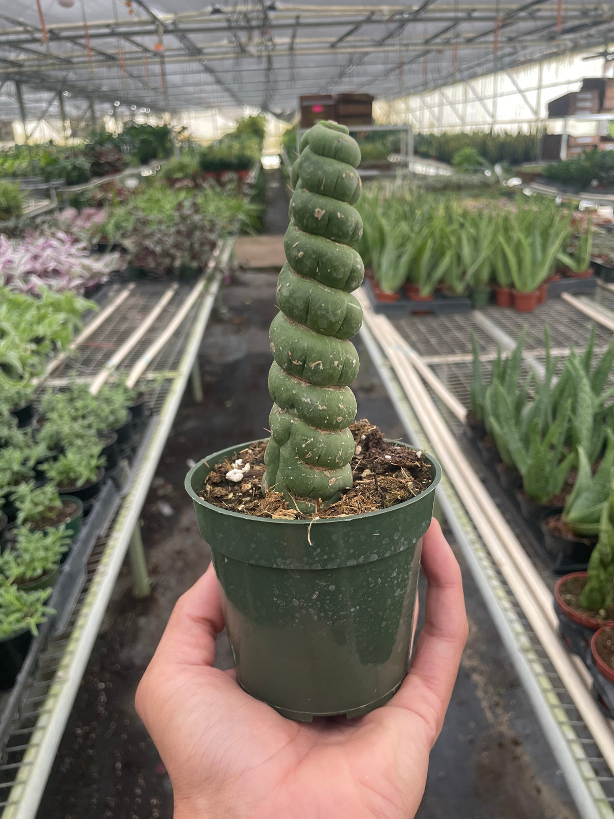 Unicorn cactus