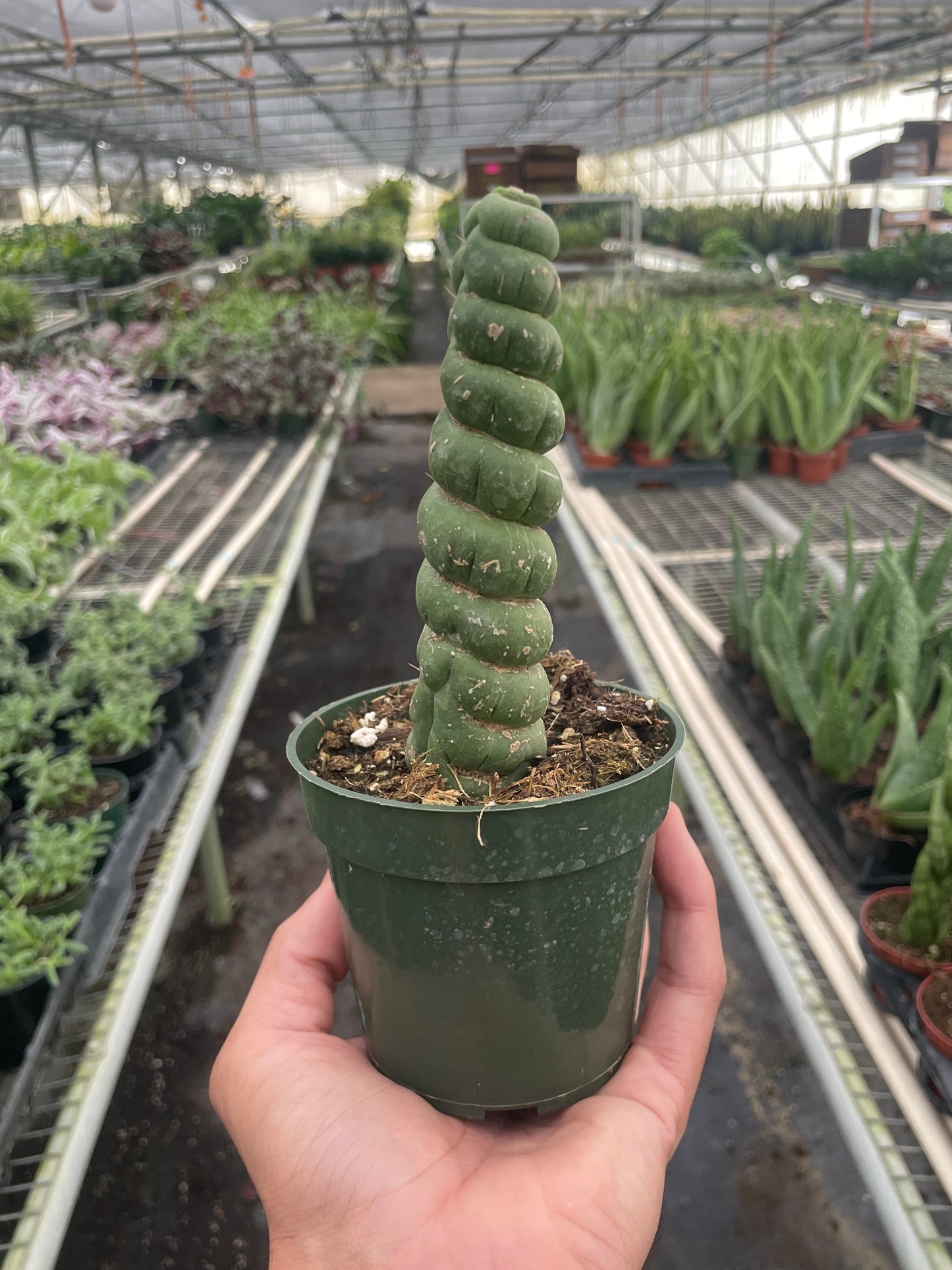 Unicorn cactus