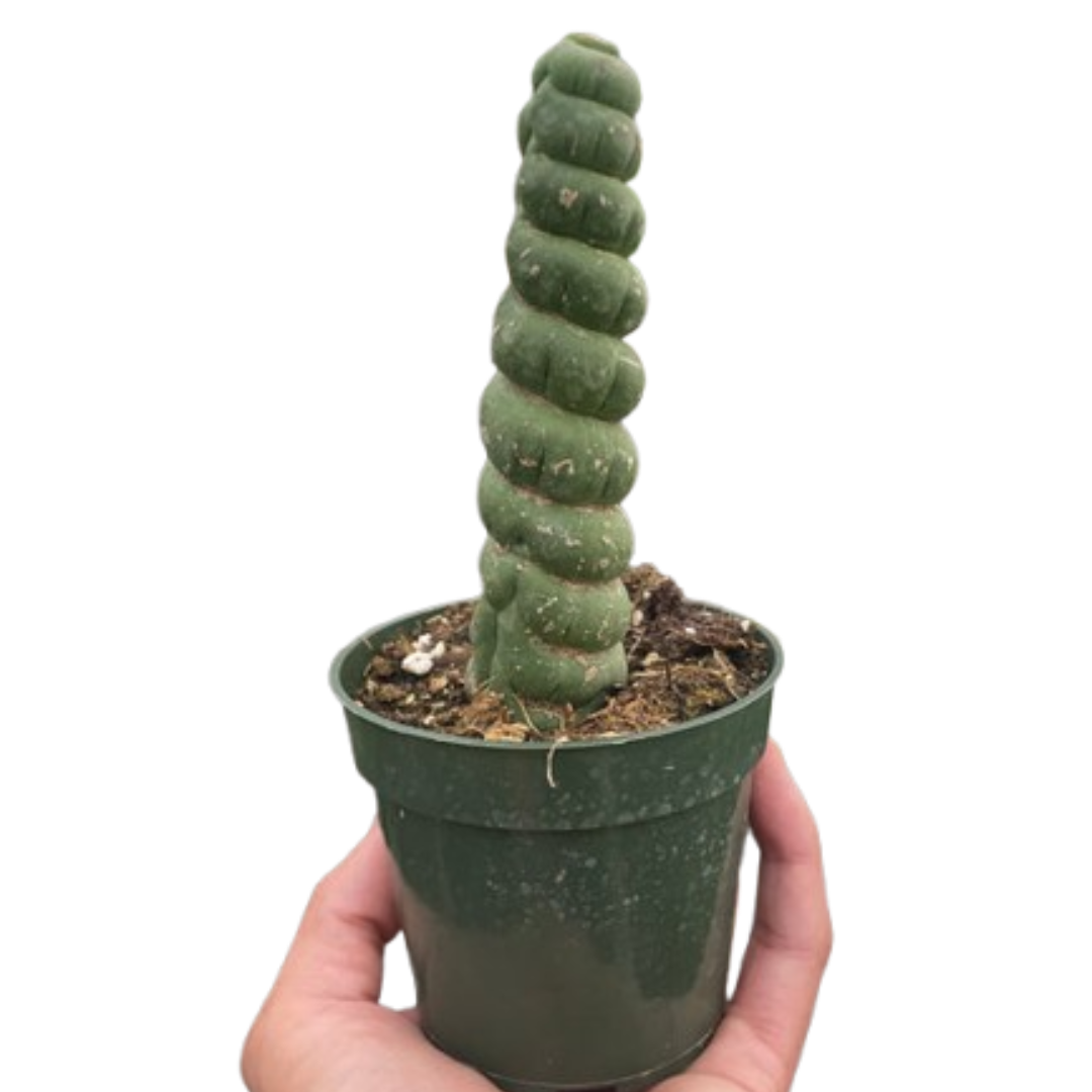 Unicorn cactus
