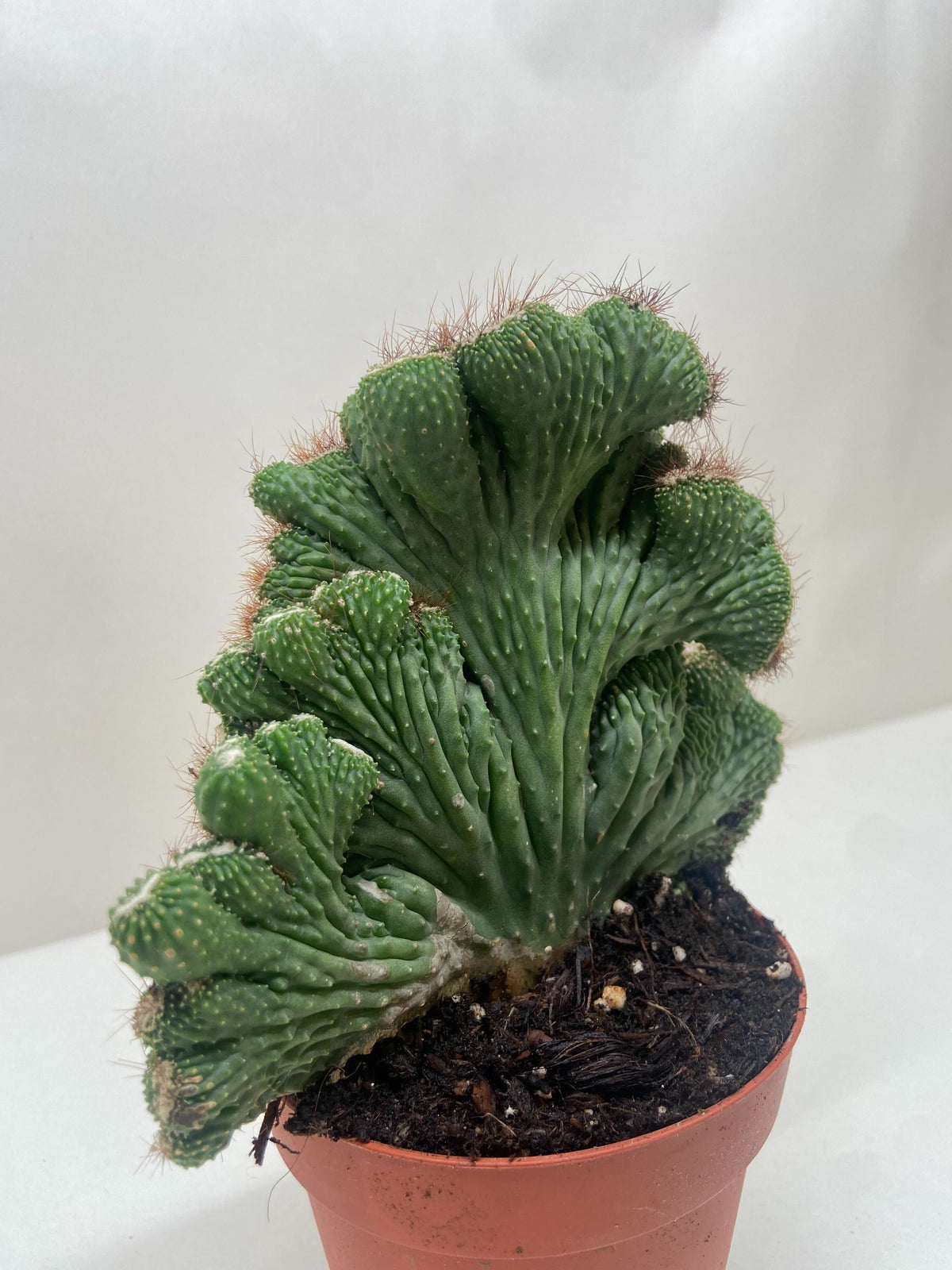 Crested apple cactus