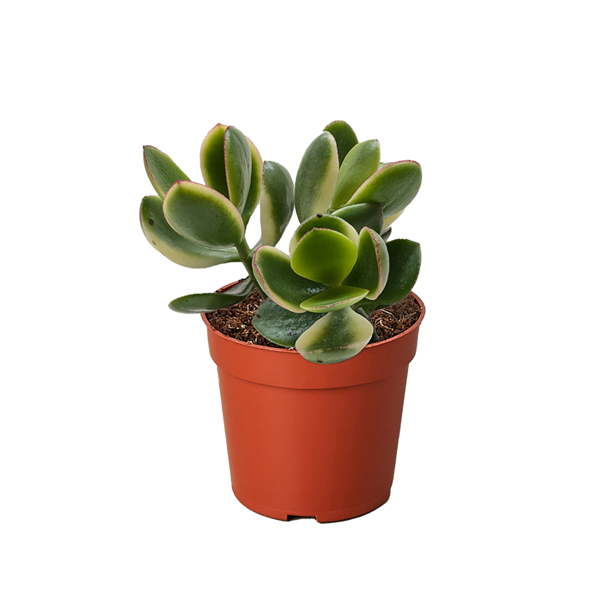 Jade Plant variegated