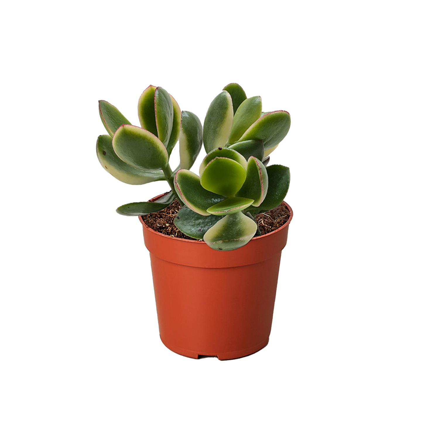 Jade Plant variegated