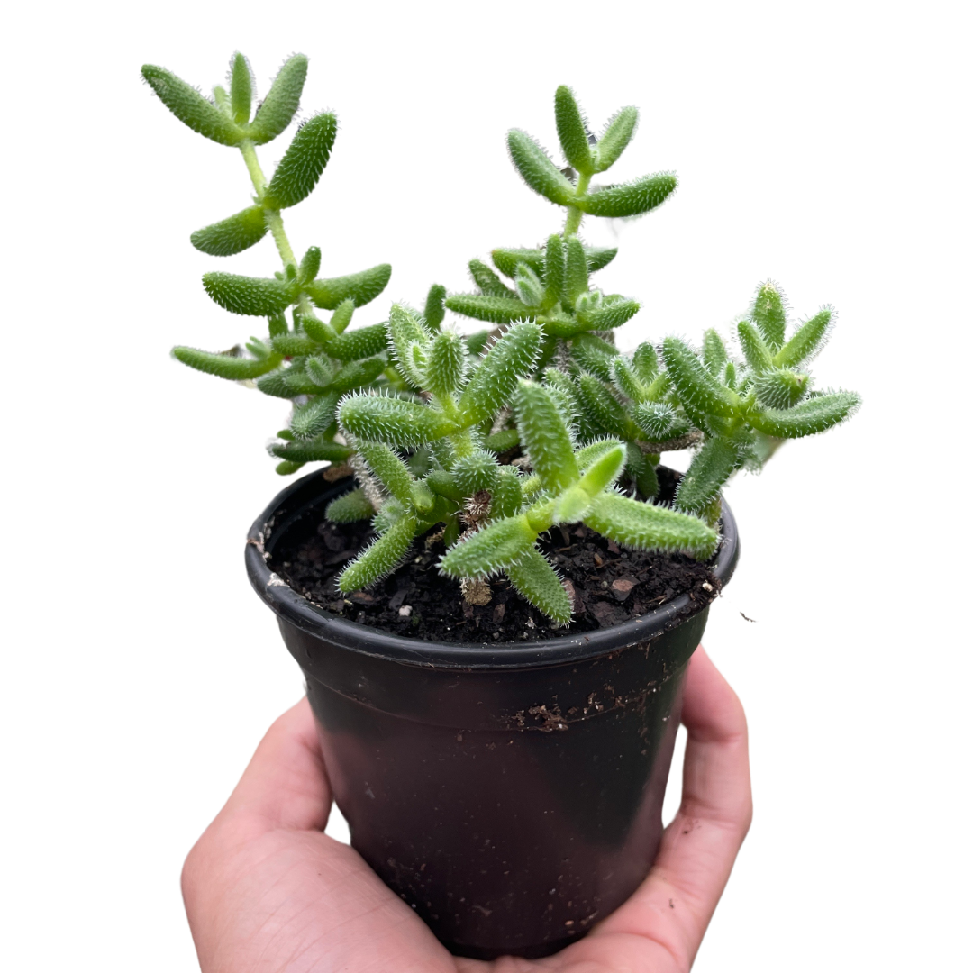 Pickle plant