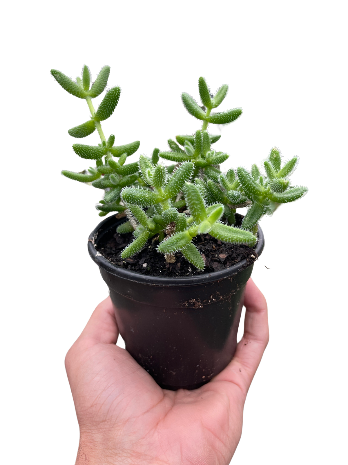 Pickle plant