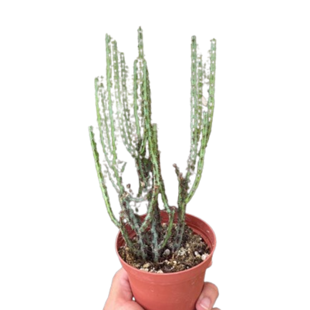 Miniature Saguaro