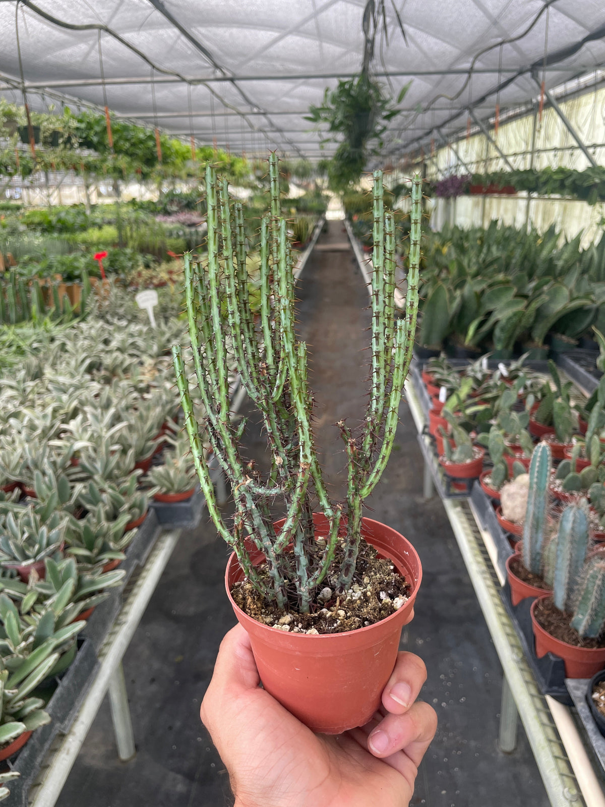 Miniature Saguaro