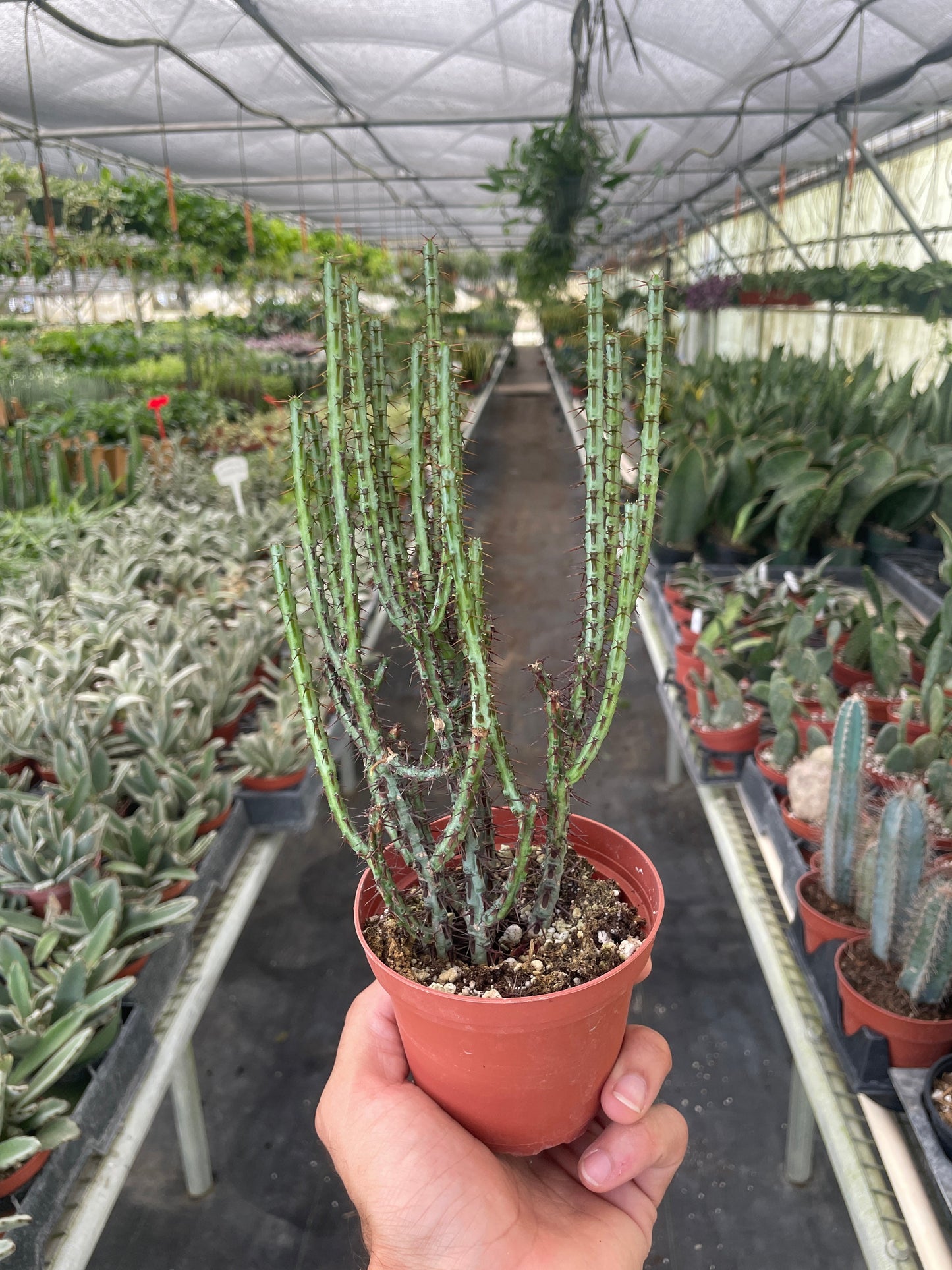Miniature Saguaro