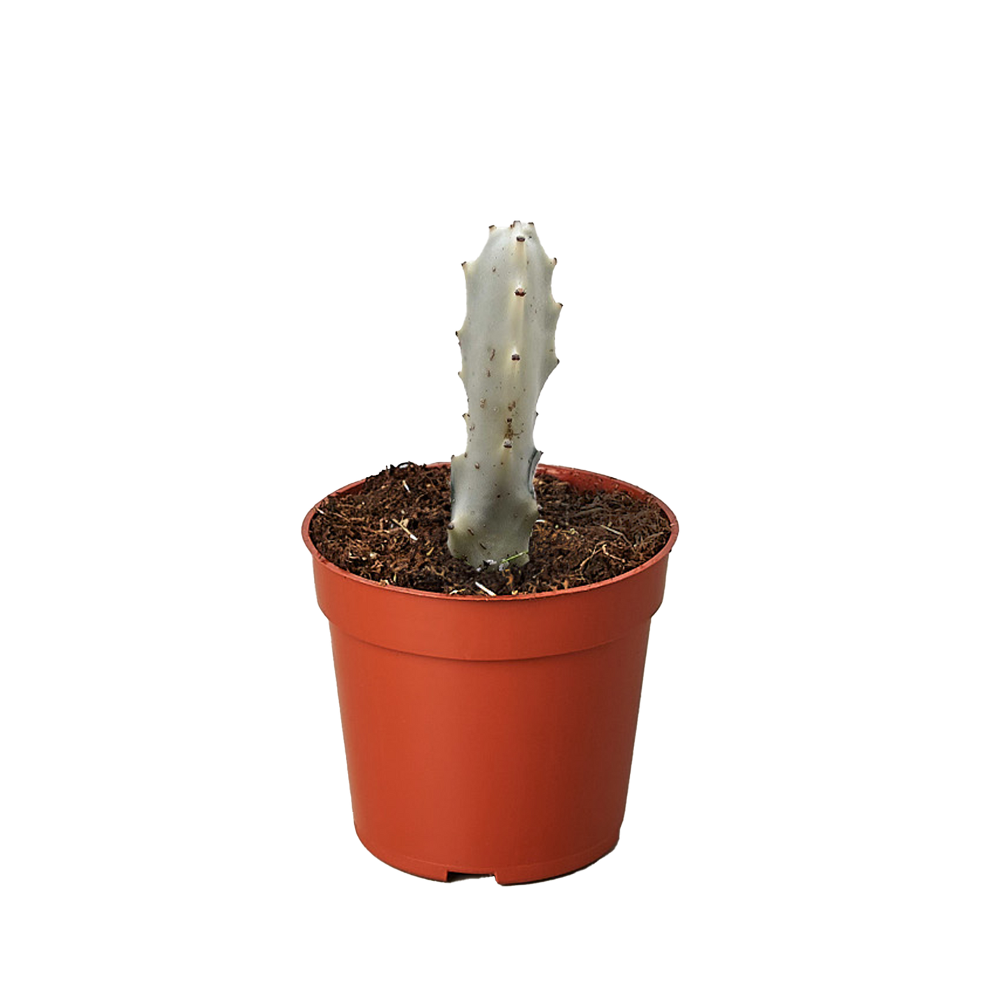 Candelabra spurge 'White Ghost'