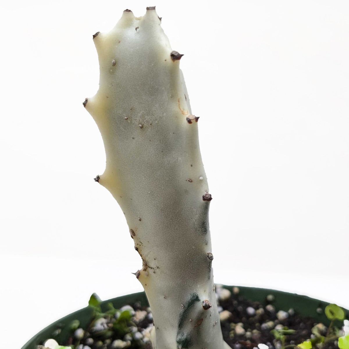 Candelabra spurge 'White Ghost'