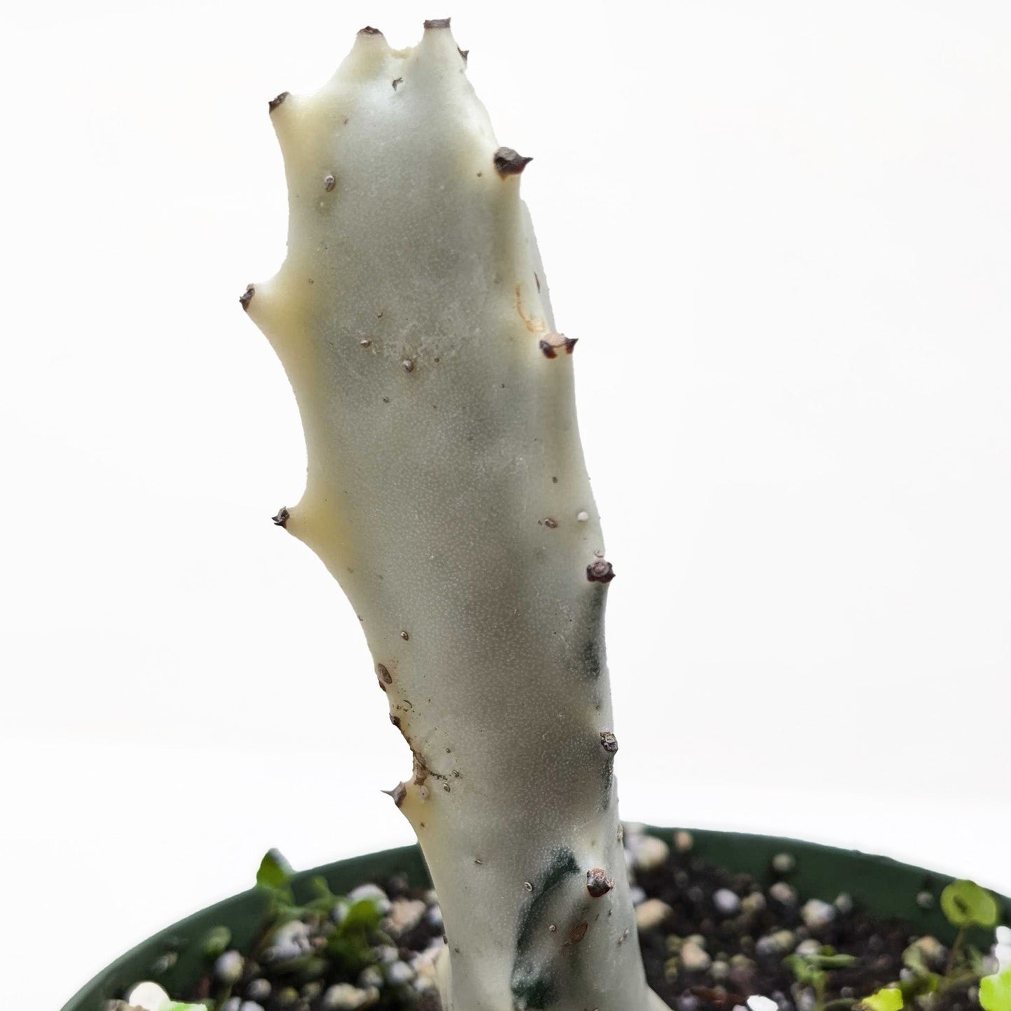Candelabra spurge 'White Ghost'