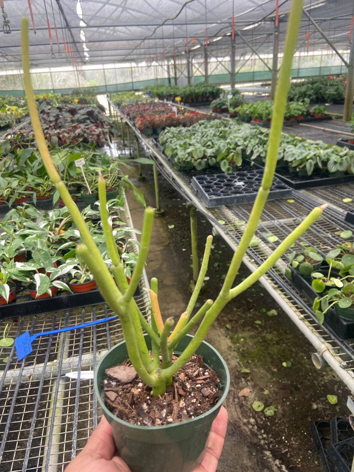 Pencil Cactus