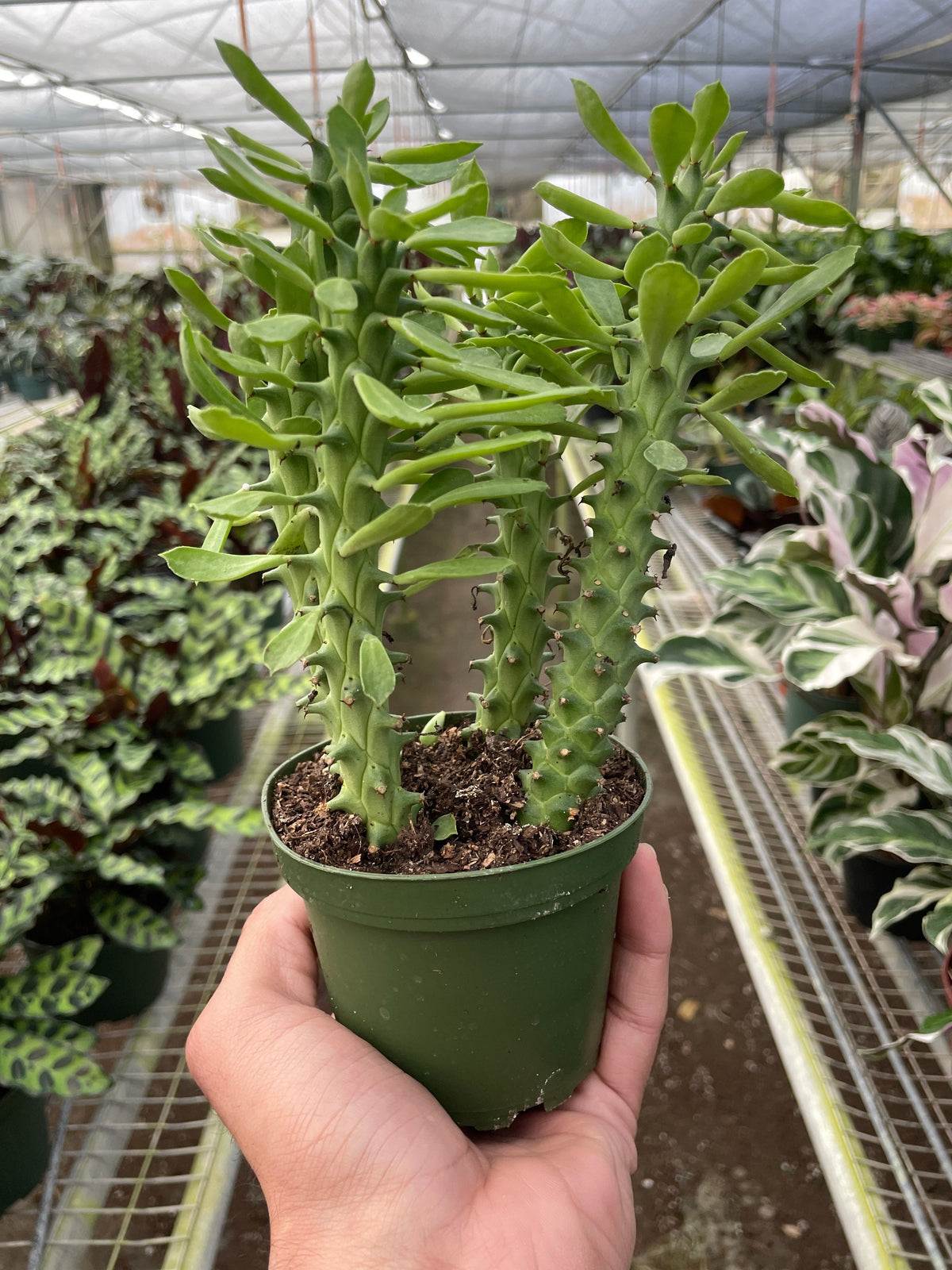 Sausage spurge