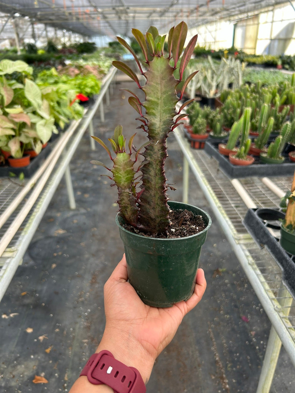 African Milk Tree 'Rubra'