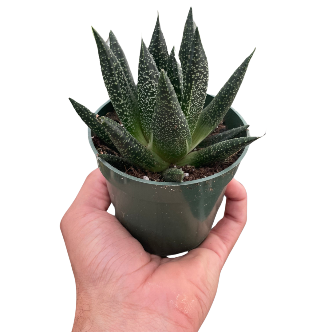 Gasteraloe