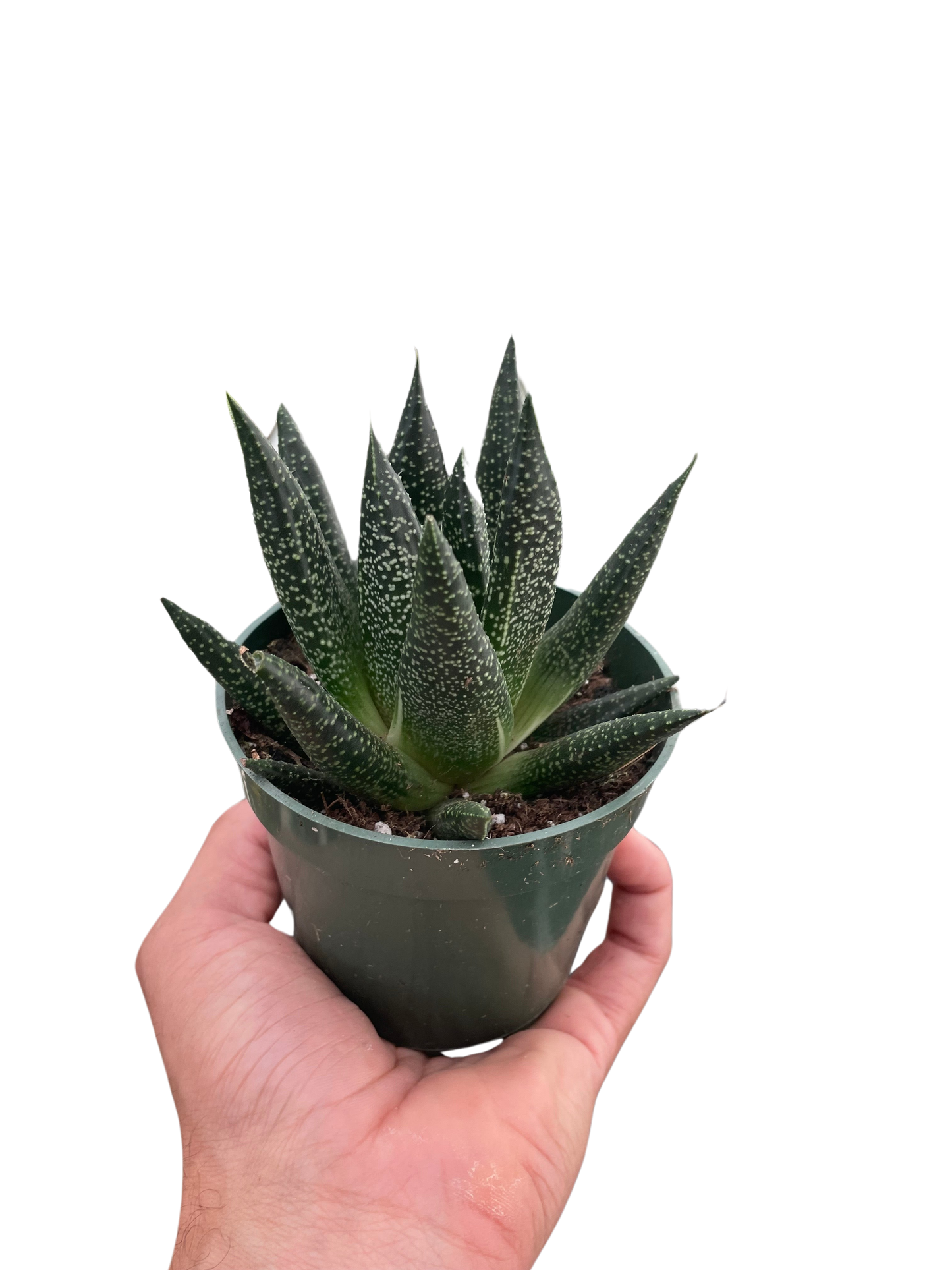 Gasteraloe