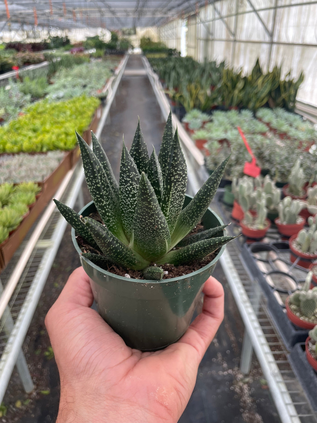 Gasteraloe