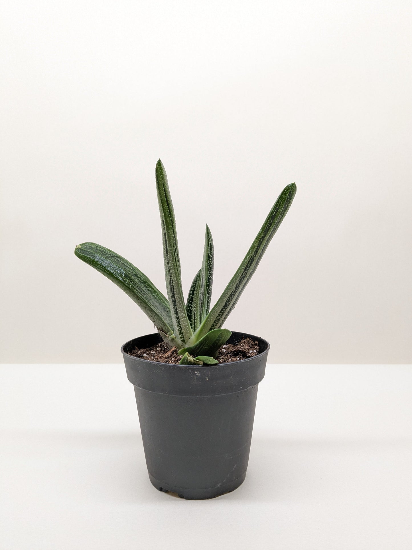 Gasteria 'Little Warty'