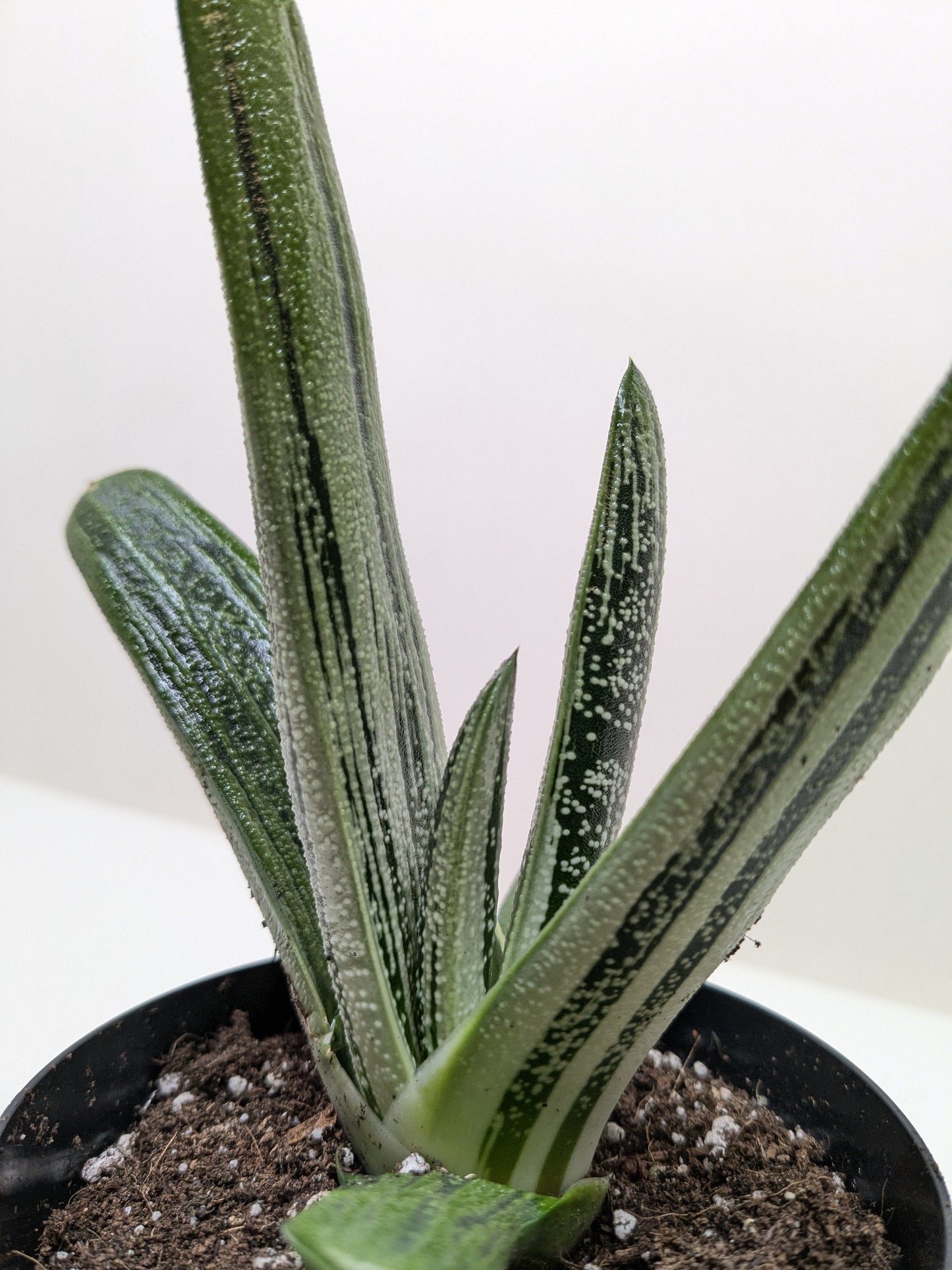 Gasteria 'Little Warty'