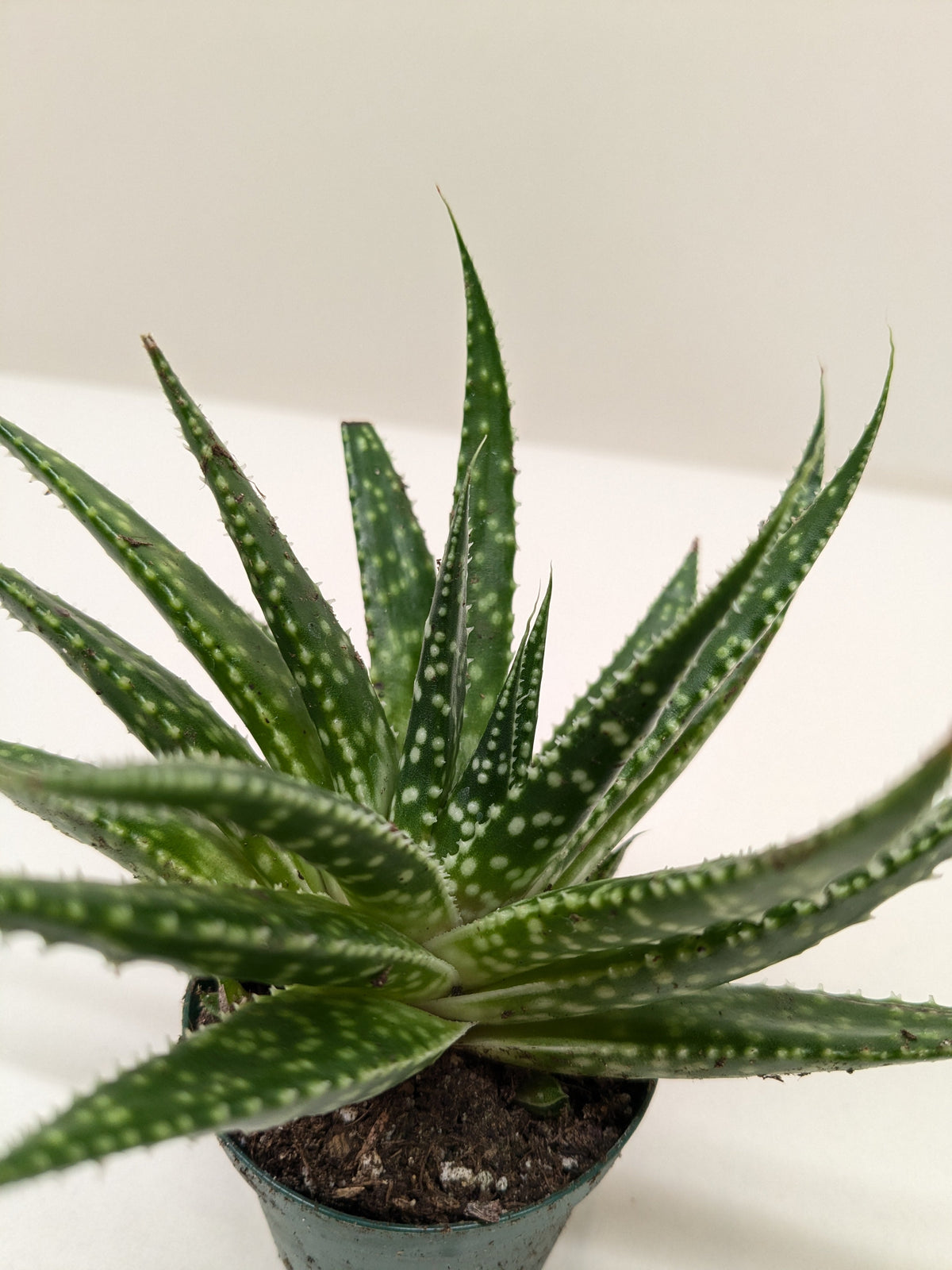 Gasteria Zimflora