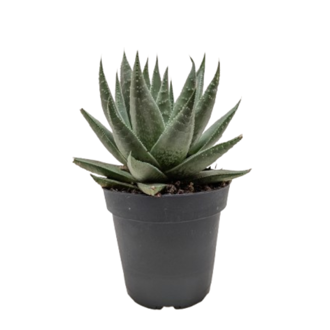 ×Alworthia 'Savanna'