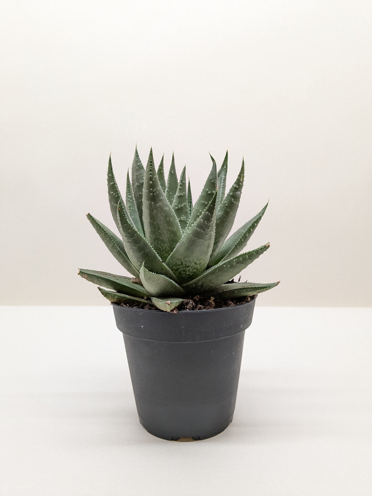 ×Alworthia 'Savanna'
