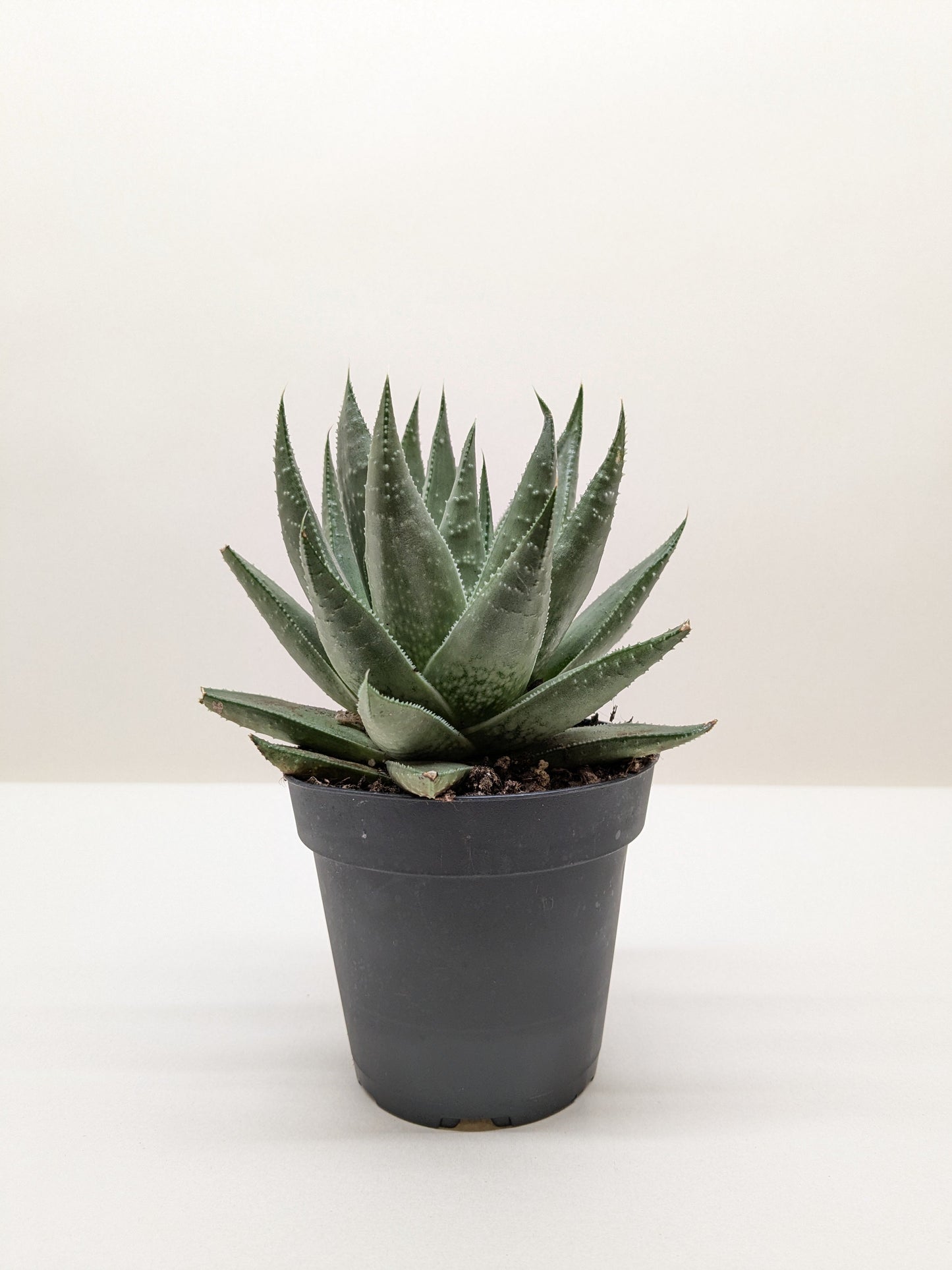 ×Alworthia 'Savanna'